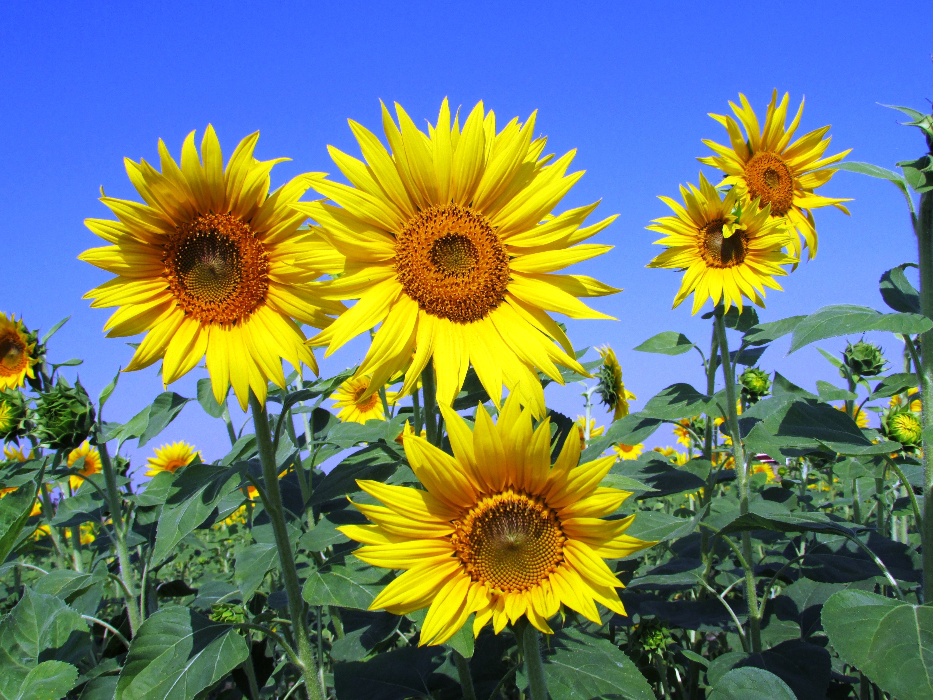 girasoles